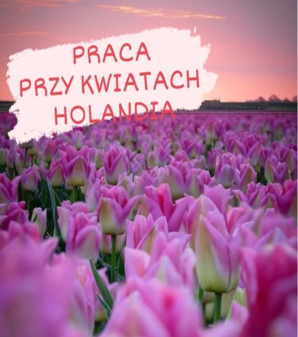 Praca przy kwiatach na hali- pary mile widziane!