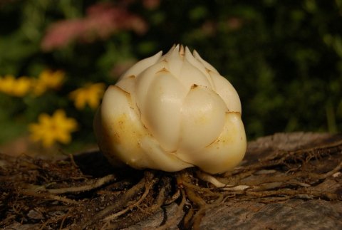 PRACOWNIK FIZYCZNY,SORTOWNIA CEBULEK KWIATOWYCH LILII