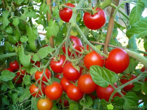 Praca przy sadzonkach pomidorów