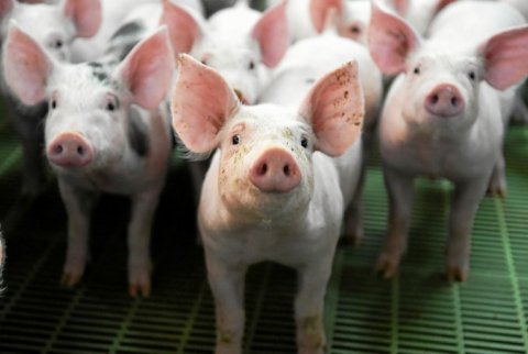 Pracownik fizyczny na farmie trzody chlewnej