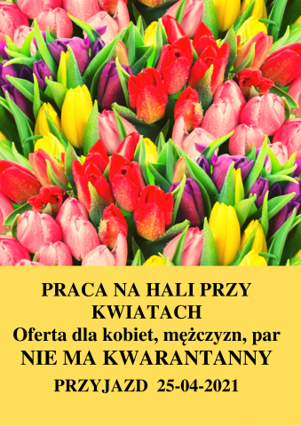 Sortowanie cebulek kwiatowych 